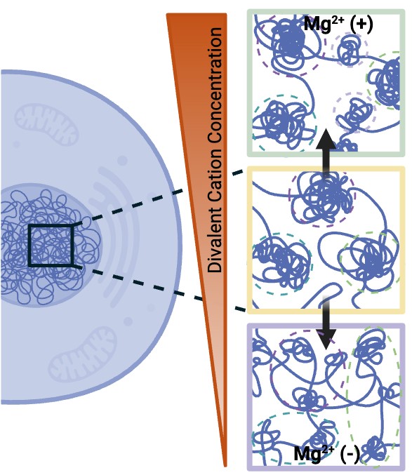 Study Reveals New Way Cells Organize Their Genomes