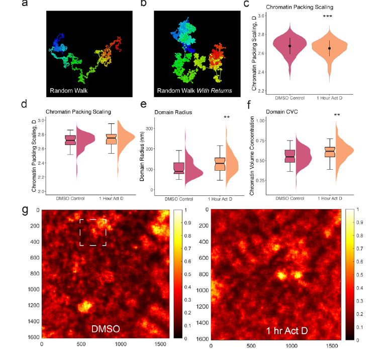 New CPGE pre-print on Biorxiv: Gene transcription and chromatin packing domains form a self-organizing system